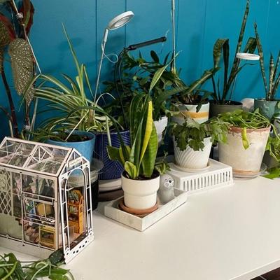 Twelve Live Potted Plants With Plant Grow Lights 