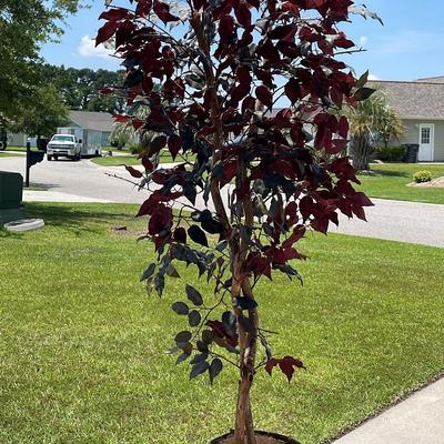 Imitation Burgundy Tree