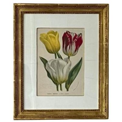 Trowbridge Framed Tulips - Tulipes Natives