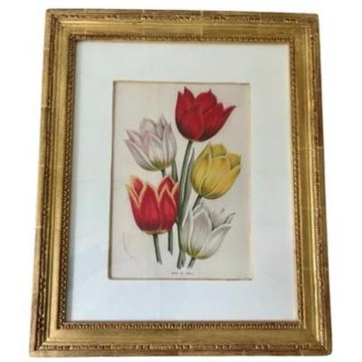 Trowbridge Framed Tulips - Duc Du Tholl