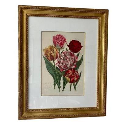 Trowbridge Framed Tulips - Tulipes Natives