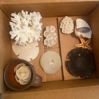 Natural Coral, Shells, Sand Dollar, and Pottery Bowl Collection