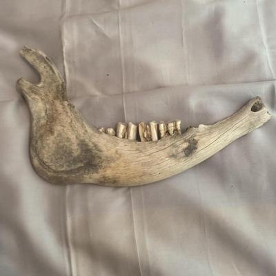 Partial Animal Jawbone with Teeth