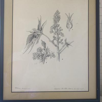 Framed Botanical Ink Drawing Signed by Artist