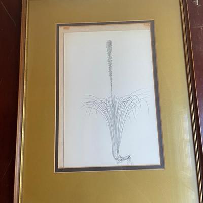 Framed Vintage Botanical Print – Grassy Wildflower with Taproot, Mid-Century Mat and Frame