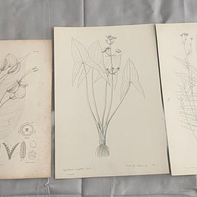 Three Botanical Engravings, Including Louiteridium Donnell-Smithii