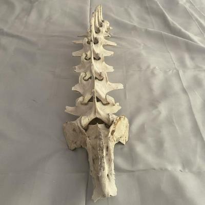 Articulated Vertebral Column Section, Likely Mammalian