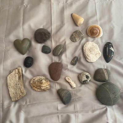 Fossilized and Polished Stones with Shell Specimens