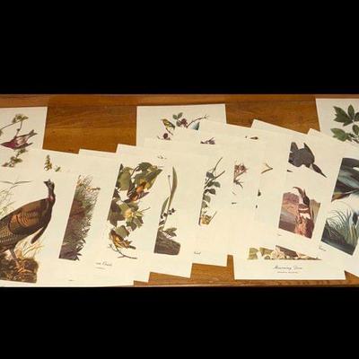 Audobon prints