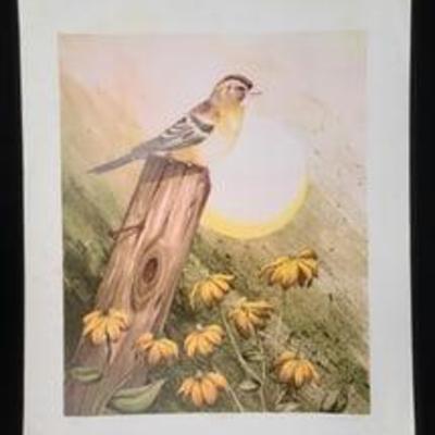Quiet Perch By Tom Wood 313/325