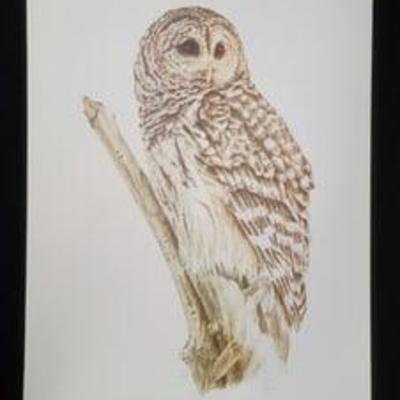 Barred Owl By Rowe 181/1000