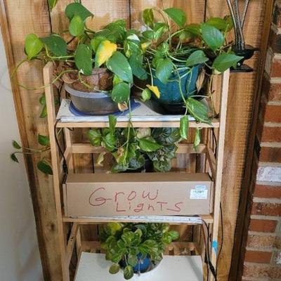 Plant Stand with House Plants