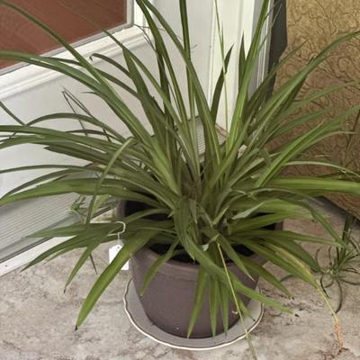 Sale Photo Thumbnail #369: Spider plant