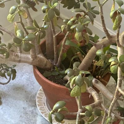 Sale Photo Thumbnail #370: Jade plant