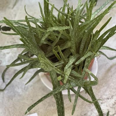 Sale Photo Thumbnail #361: Aloe plant