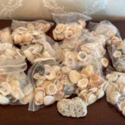 Mystery Lot Of Sea Shells