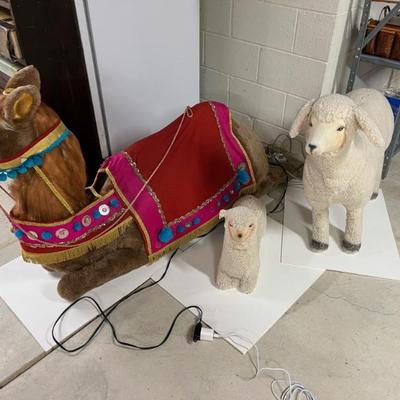 Rare camel/sheep display