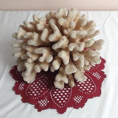 Large Vintage White Cauliflower Coral 11"×7.5". Minor Break Undetectable 