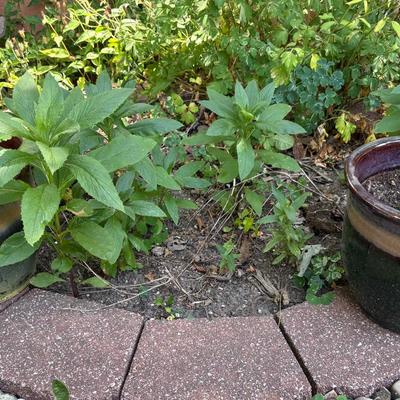Bird Bath, Concrete Yard Figures, Plant Pots