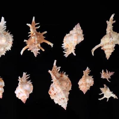 Sale Photo Thumbnail #265: Lot 264 rare collection of muricadae murex shells
