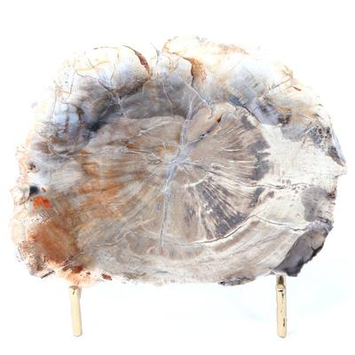 Sale Photo Thumbnail #241: Lot 240 wonderful ancient slab of petrified wood wstand
