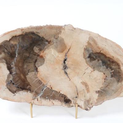 Sale Photo Thumbnail #243: Lot 242 gorgeous ancient petrified wood slab wstand