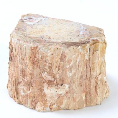 Sale Photo Thumbnail #250: Lot 249 ancient petrified wood branch section
