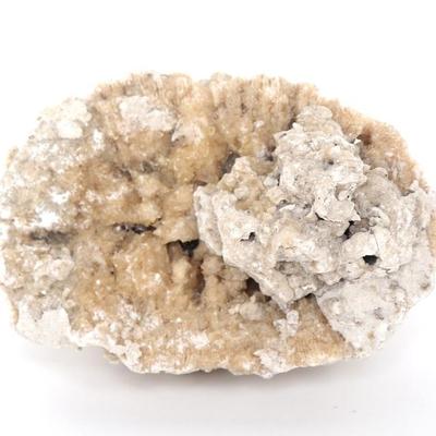 Sale Photo Thumbnail #238: Lot 237 beautiful section of raw coral