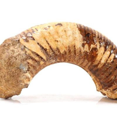 Sale Photo Thumbnail #256: Lot 255 ancient fossilized ammonite section