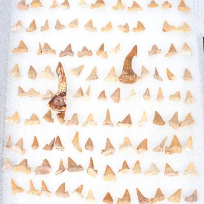 Sale Photo Thumbnail #254: Lot 253 fantastic collection of shark 110 teeth