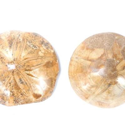 Sale Photo Thumbnail #249: Lot 248 gorgeous pair of ancient fossilized sand dollars