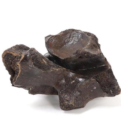Sale Photo Thumbnail #259: Lot 258 ancient fossilized wooly mammoth bone