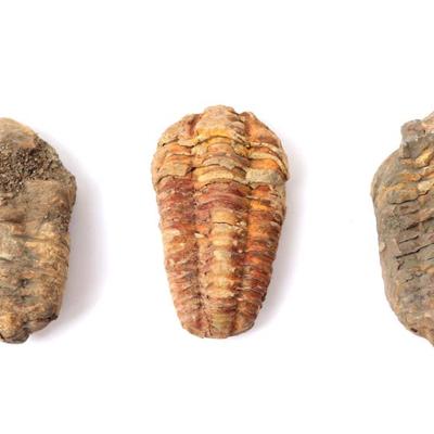 Sale Photo Thumbnail #255: Lot 254 trio of ancient trilobite fossils