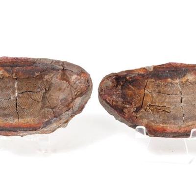 Sale Photo Thumbnail #240: Lot 239 ancient reptile or dinosaur fossil