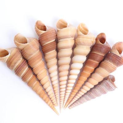 Sale Photo Thumbnail #239: Lot 238 group of 8 turritella seashells