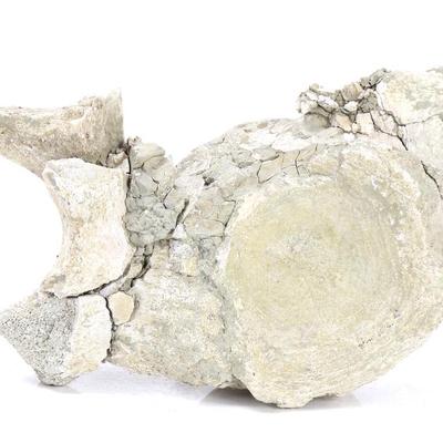 Sale Photo Thumbnail #258: Lot 257 ancient dinosaur bone vertebra in preserved matrix