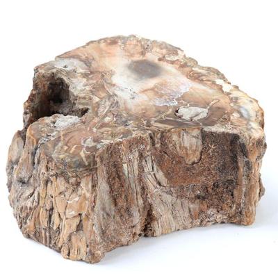 Sale Photo Thumbnail #251: Lot 250 ancient fossilized branch section