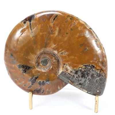 Sale Photo Thumbnail #235: Lot 234 handsome ancient fossilized polished ammonite fossil