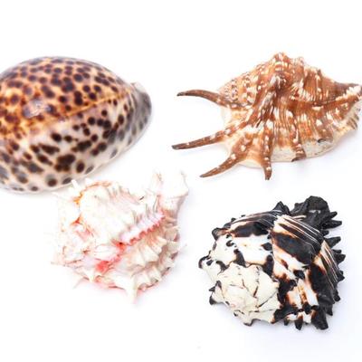 Sale Photo Thumbnail #237: Lot 236 group of four sea shells