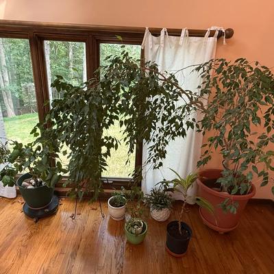 Mixed Live Indoor Plant Lot 