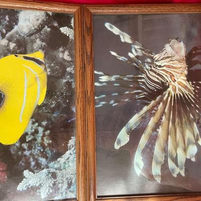 2 Framed Fish Prints Framed 