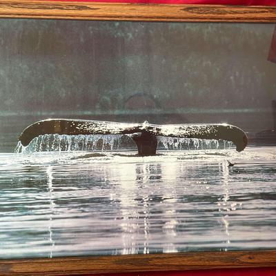 Whale Tail Print Framed 