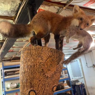 Taxidermy Fox With Squirrel 