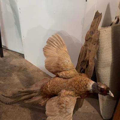Mounted Taxidermy Bird