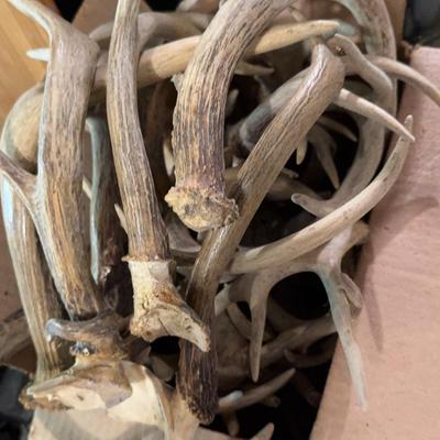 Box Of Deer Antlers