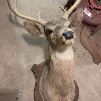 8 Point Mounted Deer Head