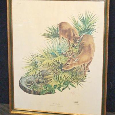 'Florida Key Deer' By Richard Timm Signed Art Print 