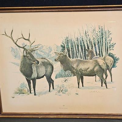 'Elk' By Richard Timm Signed Art Print