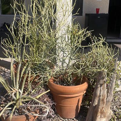 Fire Stick And Portucalia