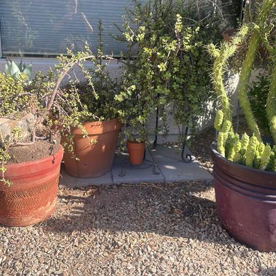 Live Outdoor Plants